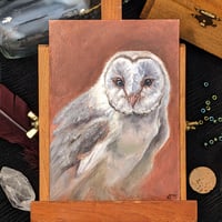 Barn Owl