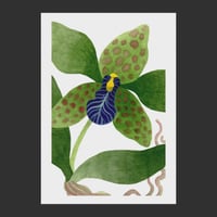 Image 2 of Orchidées - Trois choix