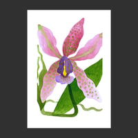 Image 3 of Orchidées - Trois choix