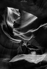 Antelope Light