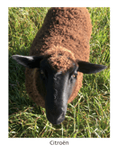 Image 2 of Citroën, Edsel & Ghibli Yarn