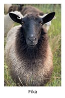 Image 3 of Cardamom & Fika Yarn