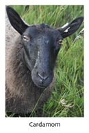 Image 2 of Cardamom & Fika Yarn