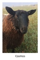 Image 2 of Cosmos & Eclipse Yarn