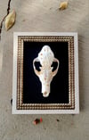 6" carved fox skull on 10" frame