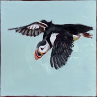 Image of Flying Puffin