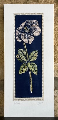 Image 1 of Hellebore in pale pink ~ hand coloured linoprint card