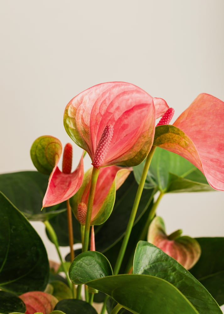 Image of Anthurium