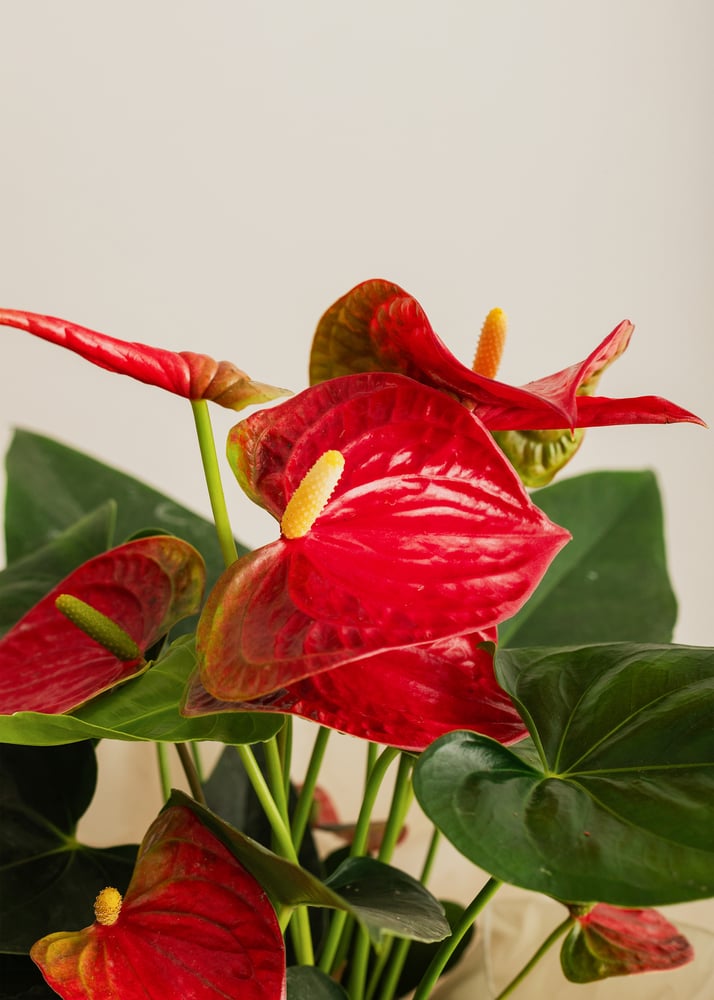 Image of Anthurium