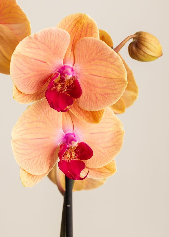 Image of Orquídea mariposa