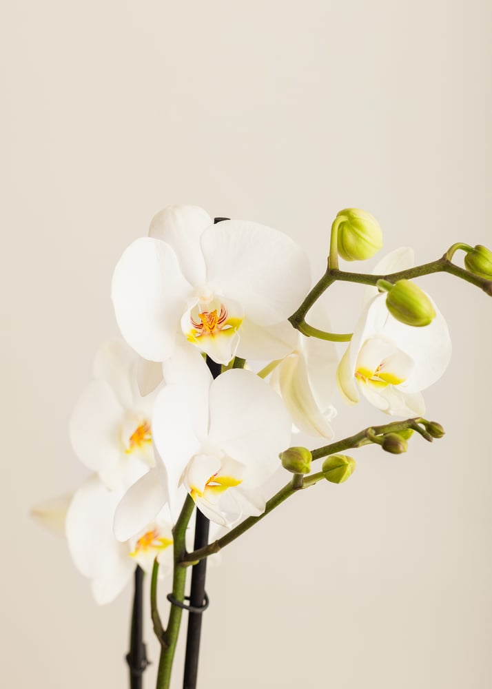 Image of Orquídea mariposa