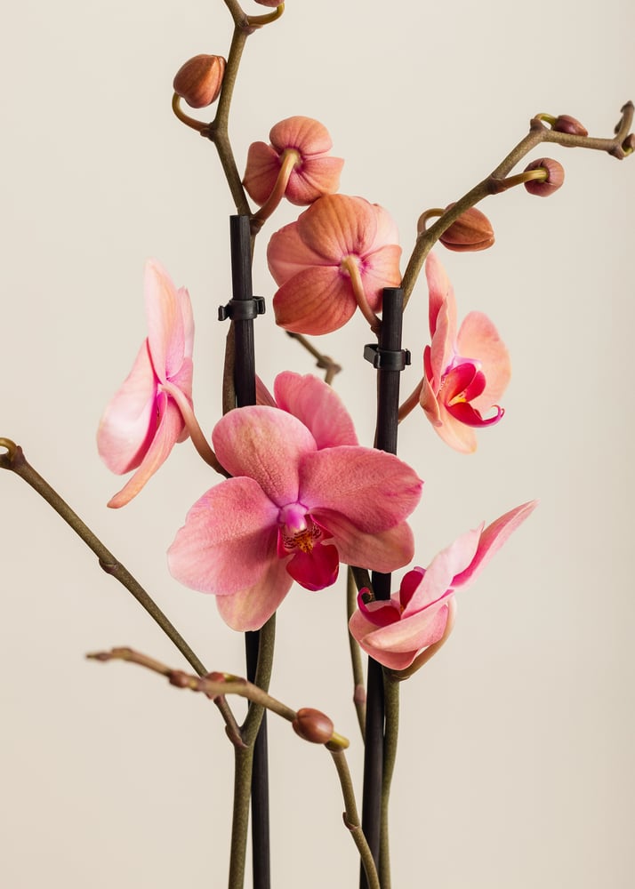 Image of Orquídea mariposa