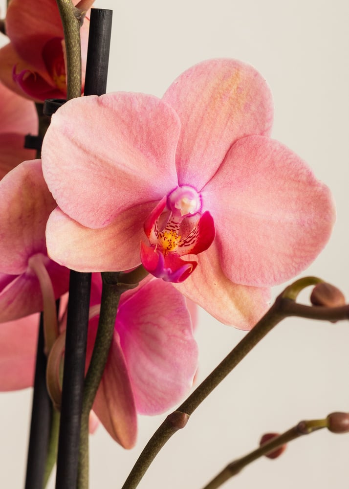 Image of Orquídea mariposa
