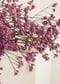 Image of Limonium