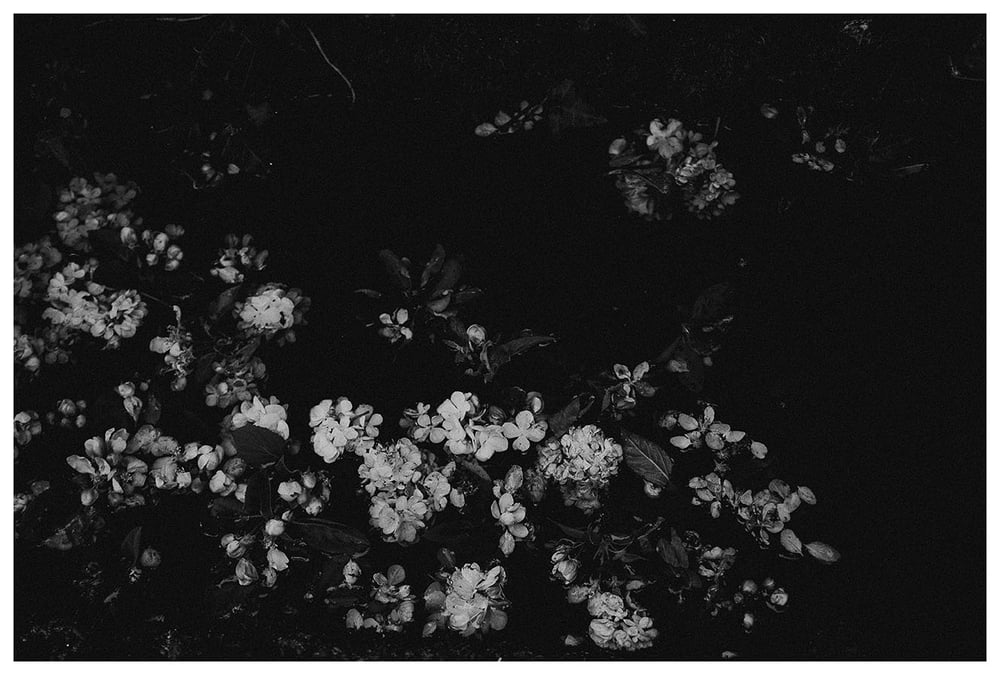 Image of Blossom black and white