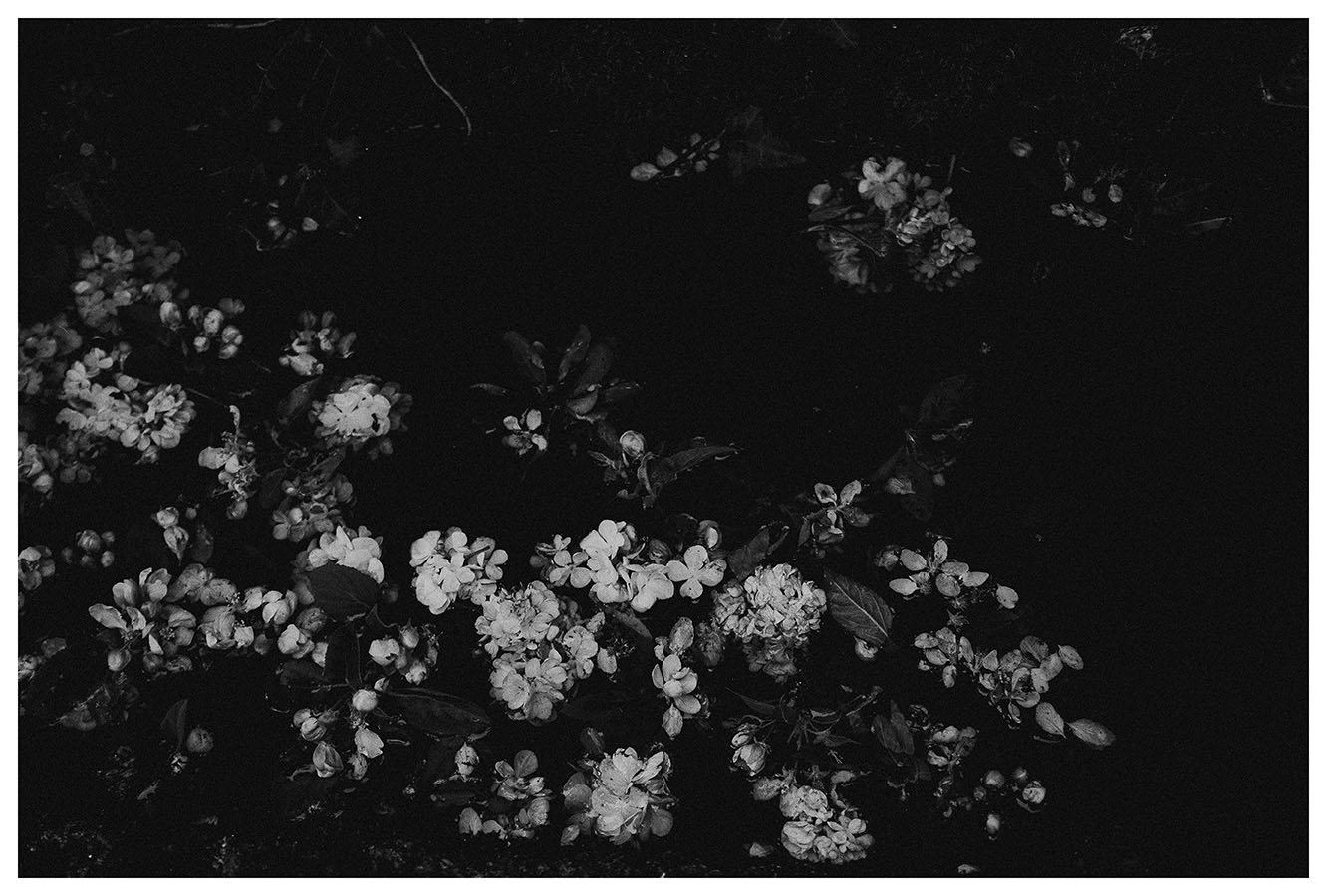 Image of Blossom black and white