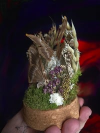 Image 3 of Eri Silkmoth & Large Flourite Cloche 