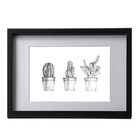 Cactus Collection Framed Print