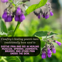 Image 3 of Comfrey Massage Salve