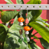 Orange Smiley Mushroom Sea Glass Earrings Image 2