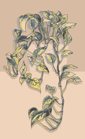 Pothos II 8"x13" Print - PREORDER