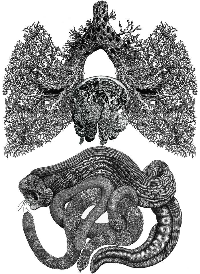 Image of Aquatic Anatomy A3 Print