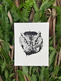 Screech Owl 