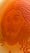 Image of Oblicze_5
