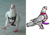 Sexy Pigeon Sticker