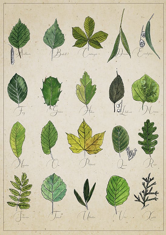 Leaf alphabet/ Abecedari de fulles
