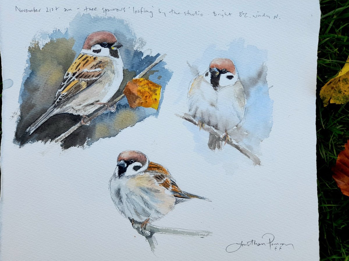 Image of Tree sparrow studies- November 14th