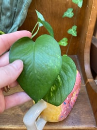 Image 3 of Golden Pothos in Pink Donut Mug