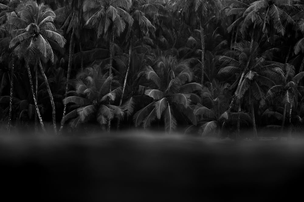 Image of Dark Palms