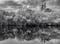 Image of FLORIDA EVERGLADES (#2), Black & White, 2022