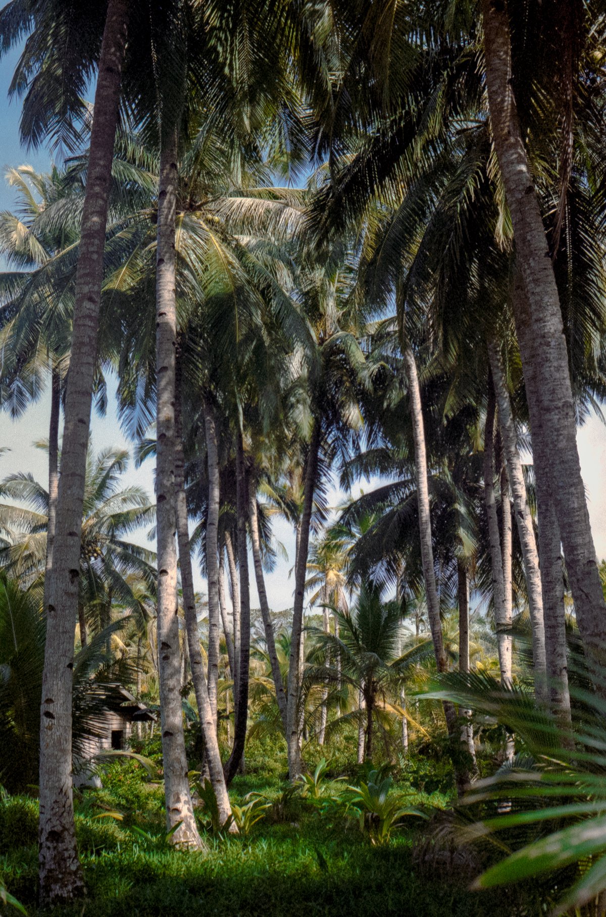 Image of Kodak Coconuts