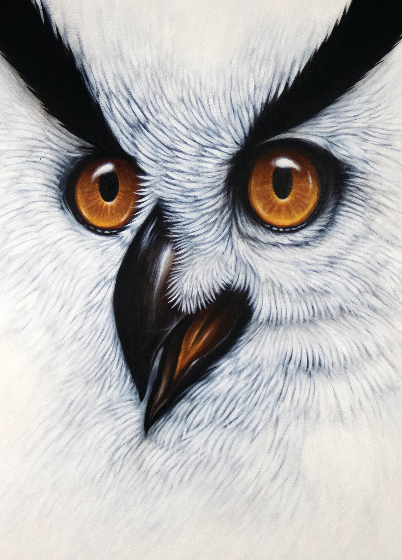 White owl 