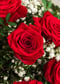 Image of Ramo de rosas rojas