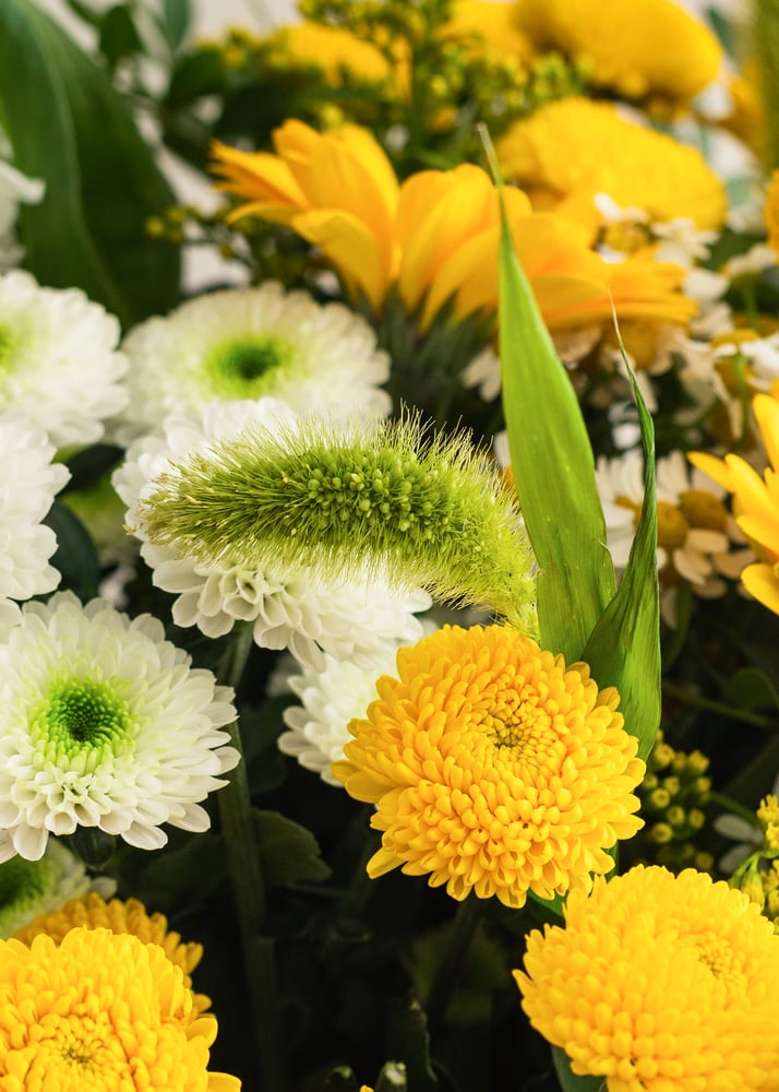 Image of Ramo campestre