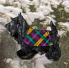 The Scottie named Mack