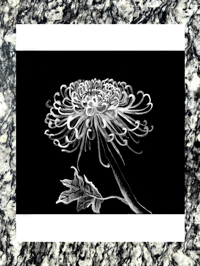 Image of "Spider Chrysanthemum" Print