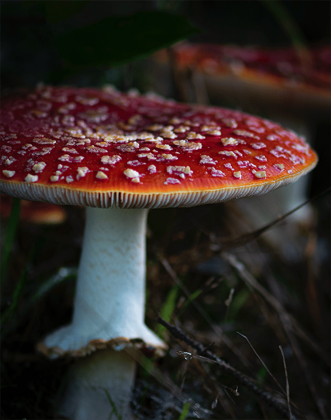 Image of Amanita muscaria mushroom, dried