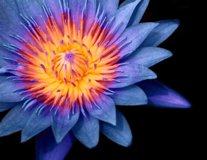 Image of Blue Lotus, Organic / 1.5 oz
