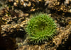 Green Surf Anemones II