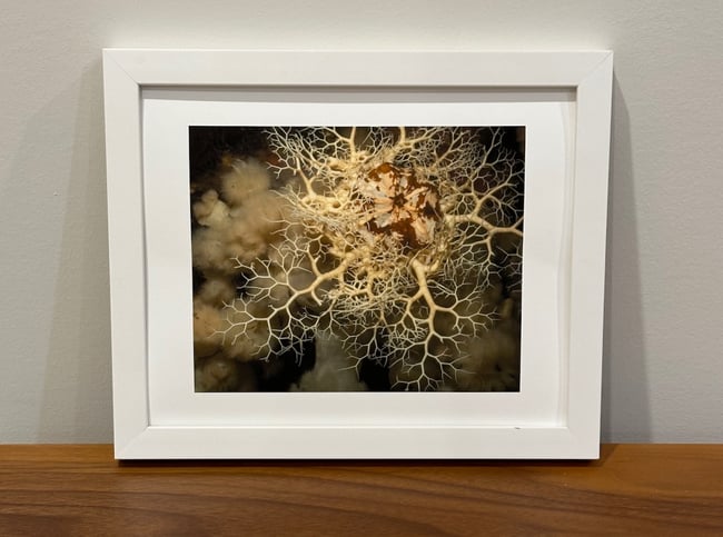 Basket Star
