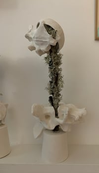 platre et lichen