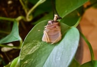 Image 2 of Agate Crystal Necklace