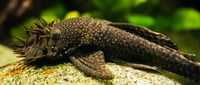  Bushy Nose Pleco 1"-2"