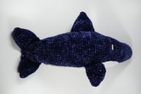 Image 3 of Shark!