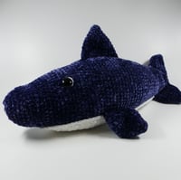 Image 4 of Shark!