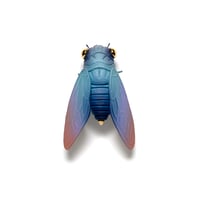 Image 1 of Cicada (teal) by Calvin Ma X Erika Sanada